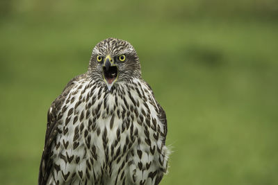 Close-up portrait of owl