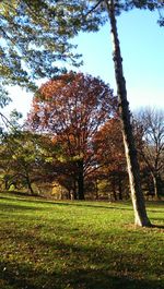 Low angle view of trees against sky