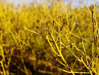 Close-up of yellow flowering plant on field