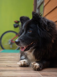 Close-up of a dog looking away