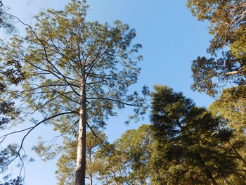 Low angle view of trees against sky