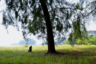 Man on field by tree against sky