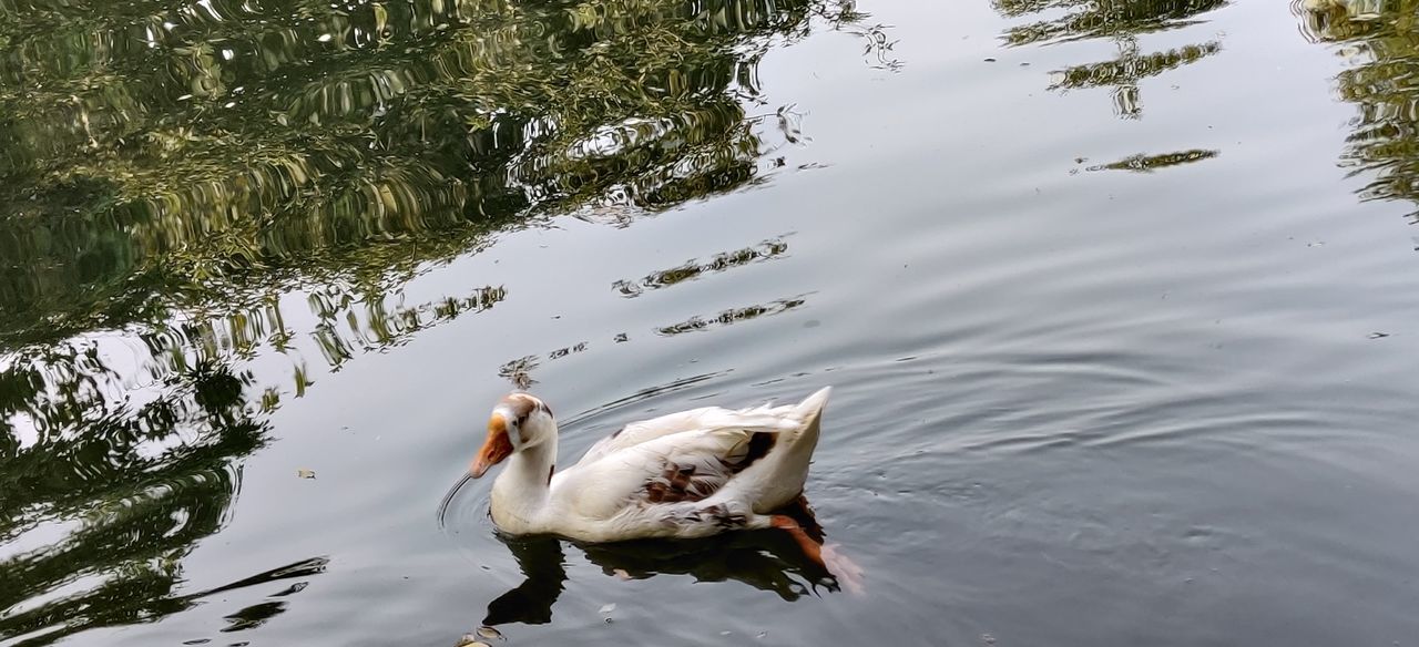 HIGH ANGLE VIEW OF DUCKS SWIMMING ON LAKE