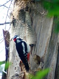 Bird perching on wall