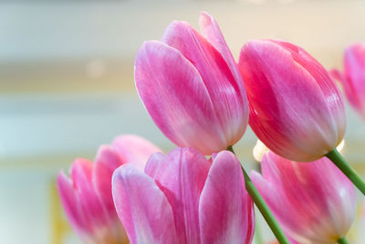 Close-up of pink tulips