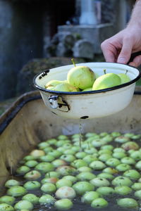 Close-up of hand holding fruits