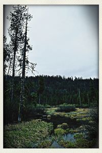 Scenic view of grassy field