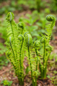 Close-up of fern growing on field