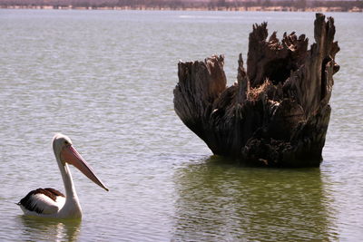 Duck swimming in lake