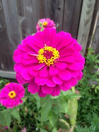 Close-up of pink flower