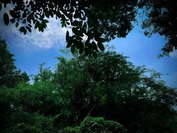 Low angle view of trees in forest against sky