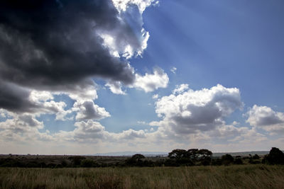 Scenic view of field against sky