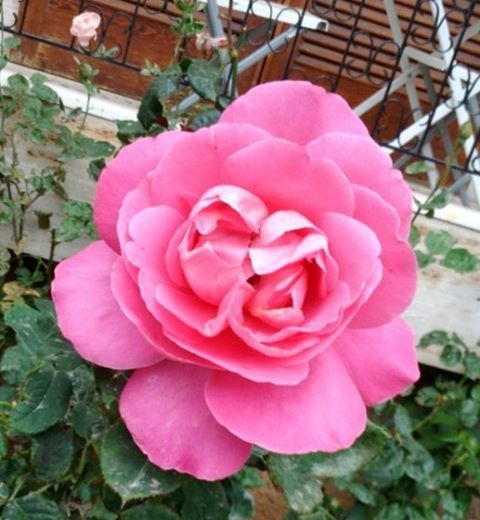 CLOSE-UP OF PINK ROSES