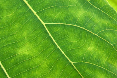 Macro shot of green leaf
