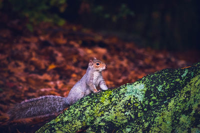 Close-up of squirrel