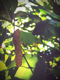 Low angle view of lizard on tree