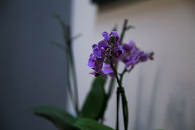 Close-up of purple flowers