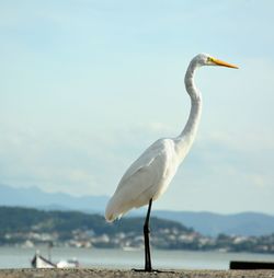 Seagull on railing