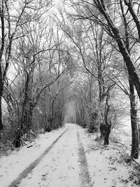 Road amidst bare trees during winter