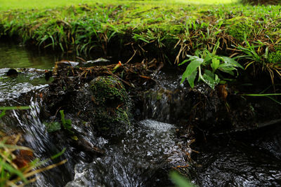 Stream flowing through a river