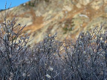 Close-up of dry plants on land