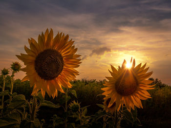 Close-up of sunflower on field against sunset