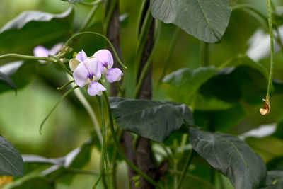 Close-up of pink flowers blooming outdoors