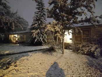 Trees by house during winter at night