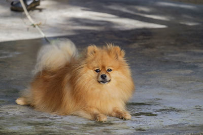 Pomeranian dog breed, brown hair, cute fluffy fur on the floor