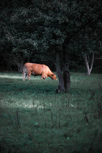 Horse in a field