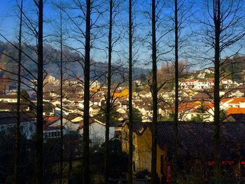 Trees in city against sky