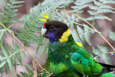 Close-up of pport lincoln arrot perching on plant