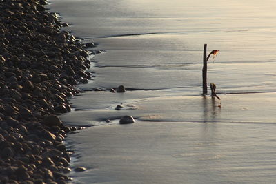 Birds on beach during winter