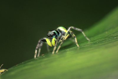 Close-up of spider on leaf