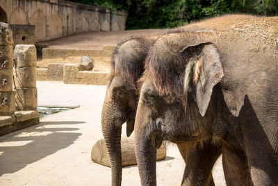 Close-up of elephant