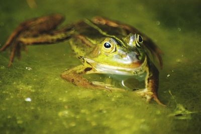 Close-up of frog swimming in pond