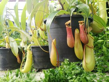 Close-up of vegetables