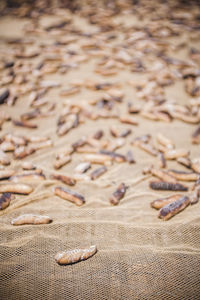 High angle view of dead sea cucumbers on netting