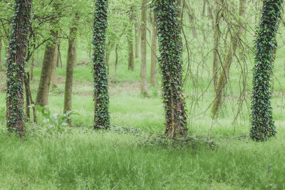 Trees in forest