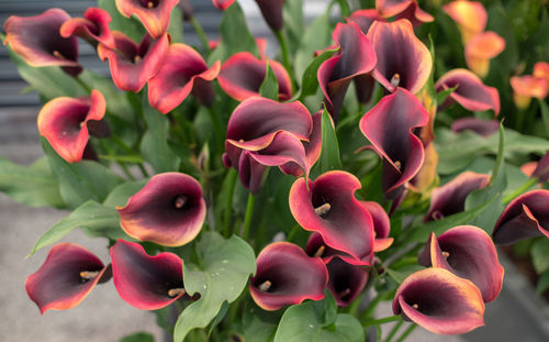 Close-up of pink flowering plants