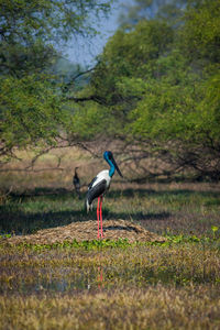 Side view of a bird on field