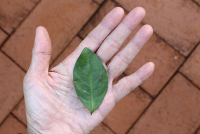 Close-up of hand holding leaves