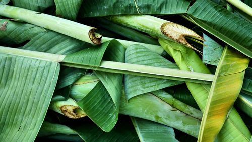 High angle view of leaves on plant