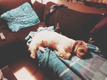 High angle view of dog relaxing on sofa at home