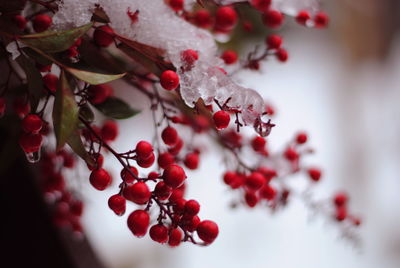 Close-up of red berries on tree