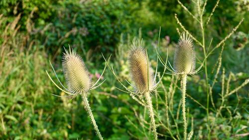 Close-up of plant on field