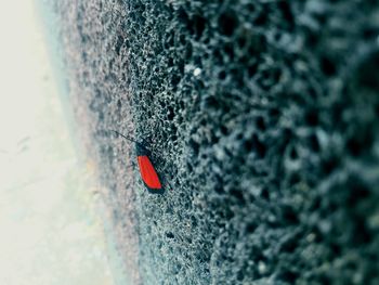 Close-up of red rock on wall