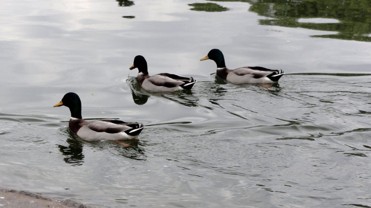 bird, animal themes, animals in the wild, water, wildlife, duck, lake, togetherness, medium group of animals, reflection, mallard duck, swimming, high angle view, flock of birds, water bird, nature, young animal, lakeshore, animal family