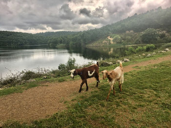 Horses on field