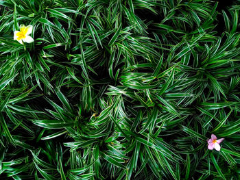 Full frame shot of flowering plants on field